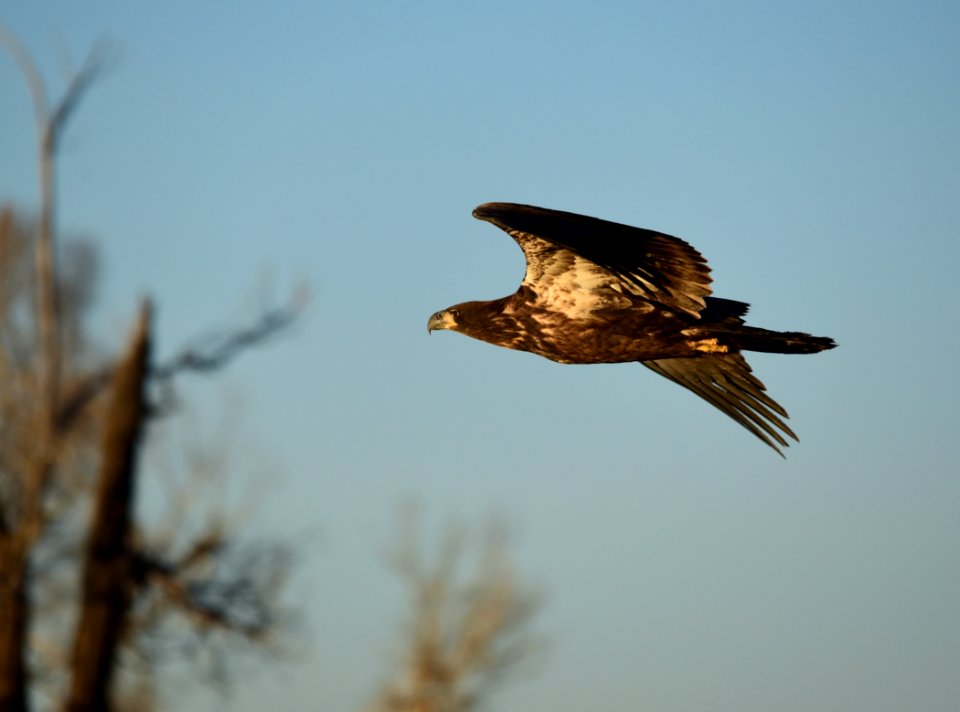 Bald eagle at Seedskadee National Wildlife Refuge