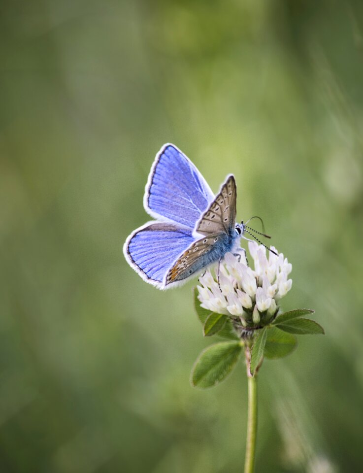 Green wings blue