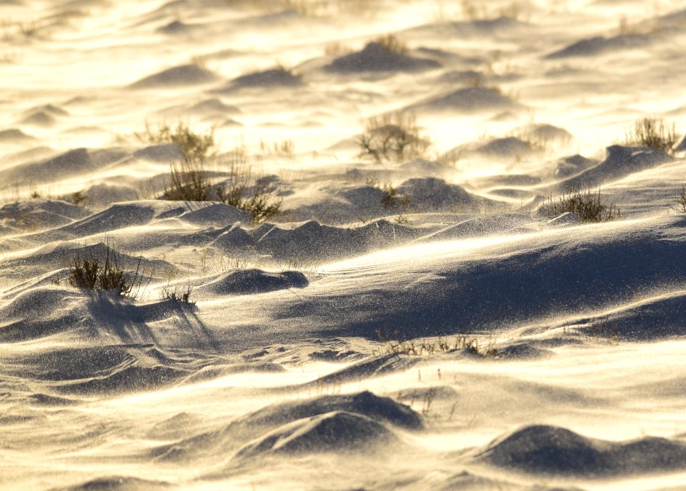 Sage Steppe in winter at Seedskadee National Wildlife Refuge