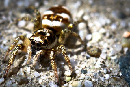 Jumping spider photo