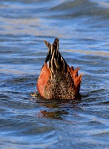 Cinnamon teal at Seedskadee National Wildlife Refuge