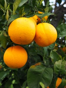 Citrus fruit tree evergreen