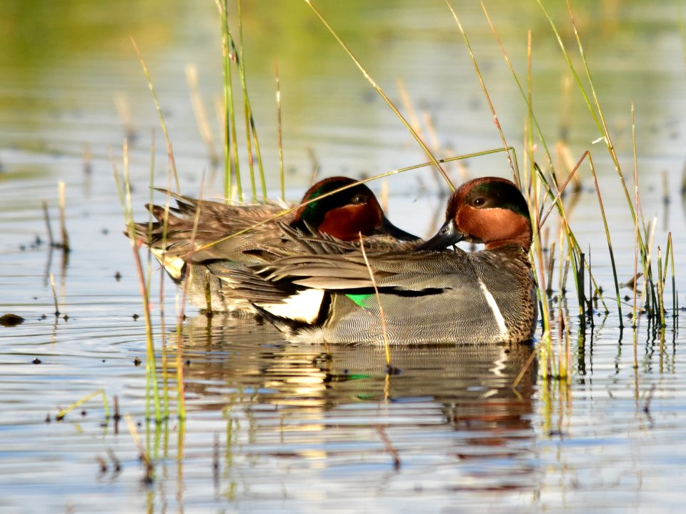 Green-winged teal at Seedskadee National Wildlife Refuge