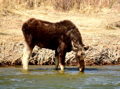 Young bull moose at Seedskadee National Wildlife Refuge