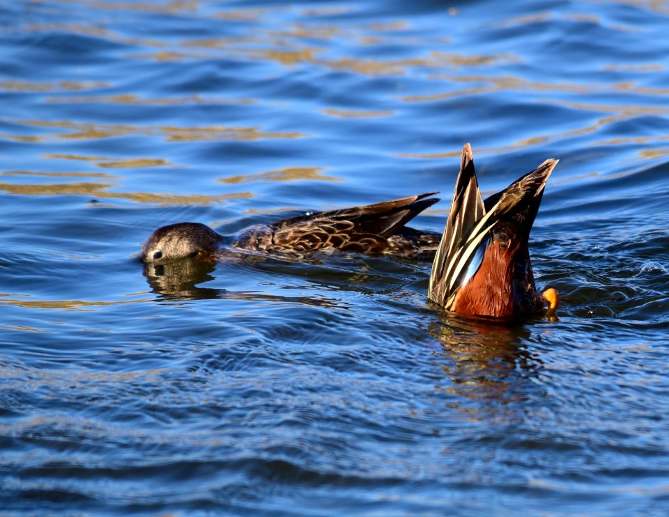 Cinnamon teal at Seedskadee National Wildlife Refuge