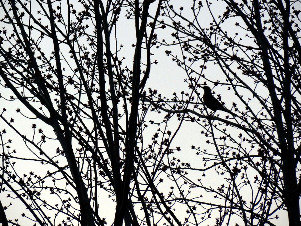 Bird tree against the light