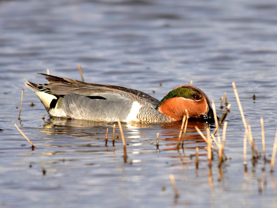 Green-winged teal at Seedskadee National Wildlife Refuge