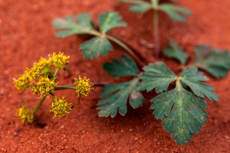 Sweetroot spring parsley (Cymopterus newberryi)