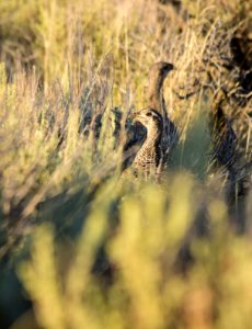 Greater sage-grouse at Seedskadee National Wildlife Refuge