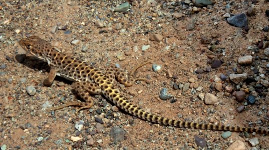 Long Nose leopard lizard (Gambelia wislizenii) photo