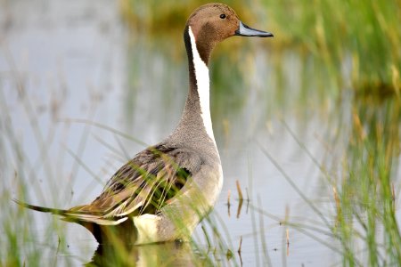 Northern pintail at Seedskadee National Wildlife Refuge