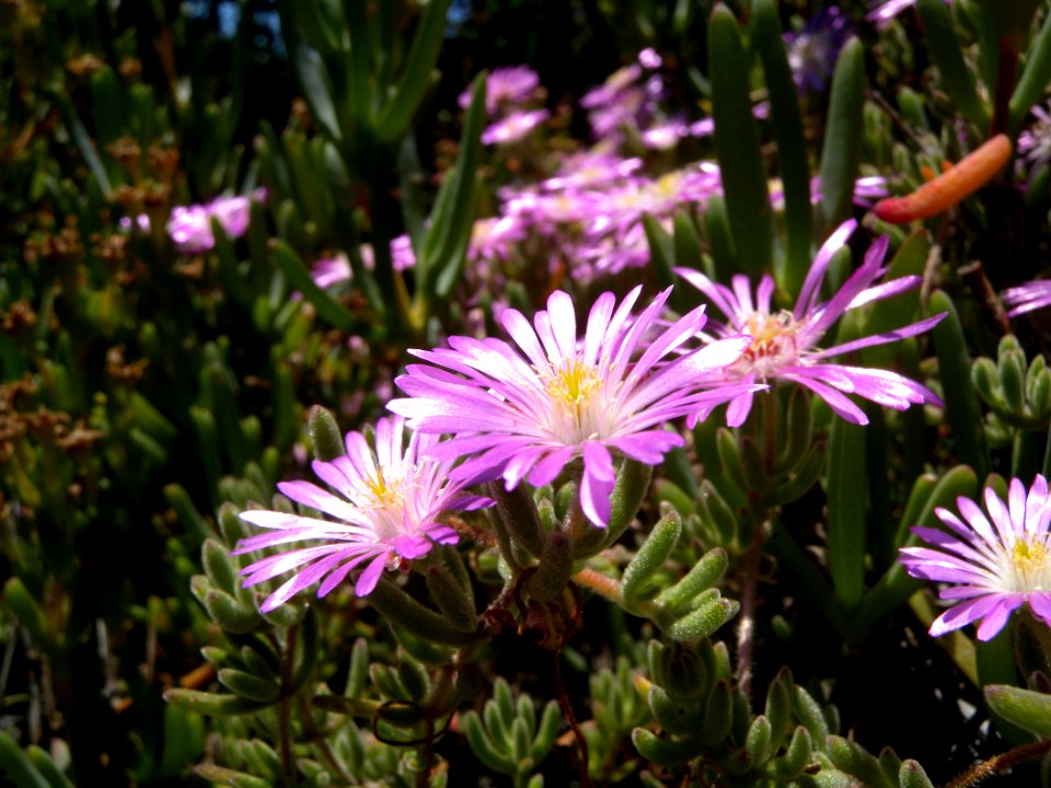 2012 05 12 s.margherita