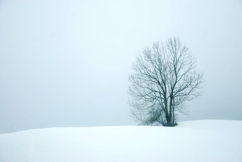 White nature christmas