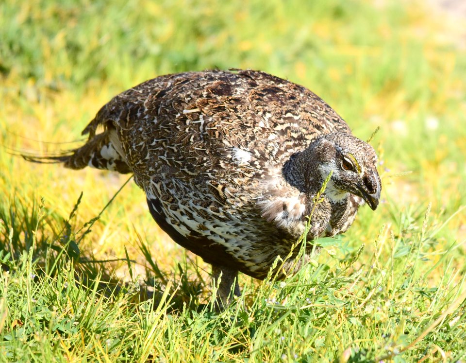 Greater sage-grouse at Seedskadee National Wildlife Refuge