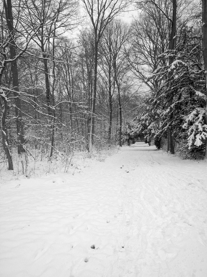 Lärchenallee im Winter 2