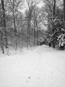 Lärchenallee im Winter 2