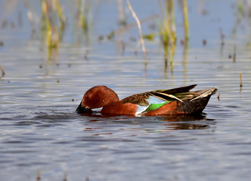 Cinnamon teal at Seedskadee National Wildlife Refuge