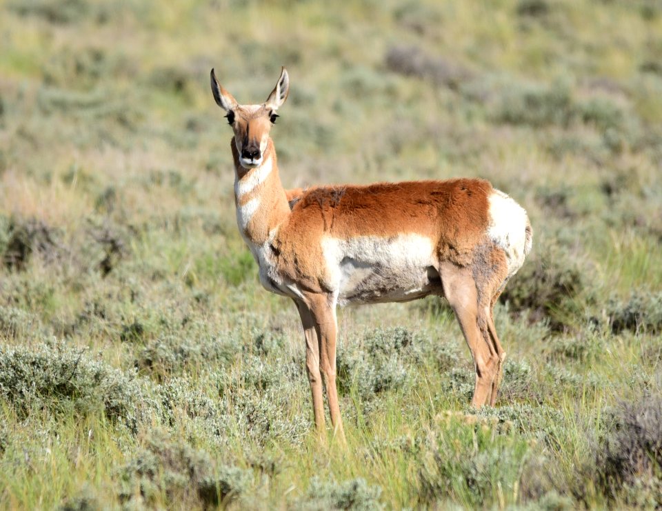 Pronghorn at Seedskadee National Wildlife Refuge