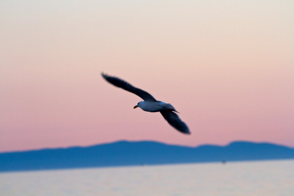 Seagull