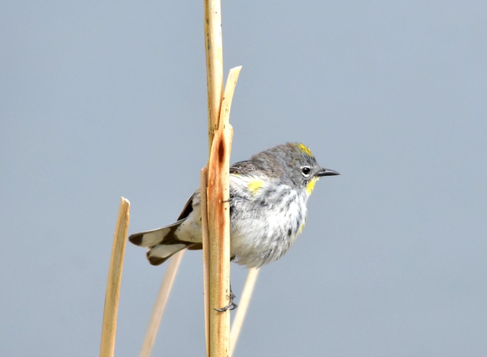 bird yellow rumped warbler on Seedskadee NWR 55
