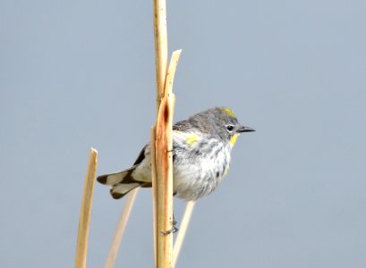 bird yellow rumped warbler on Seedskadee NWR 55 photo