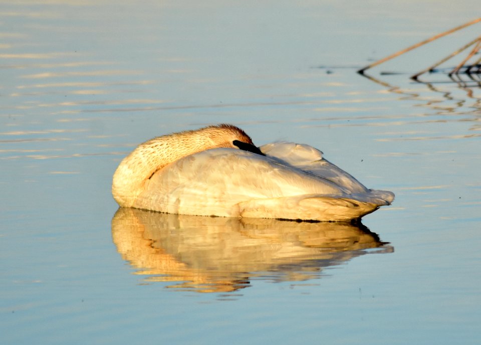 bird trumpeter swan on Seedskadee NWR 1031