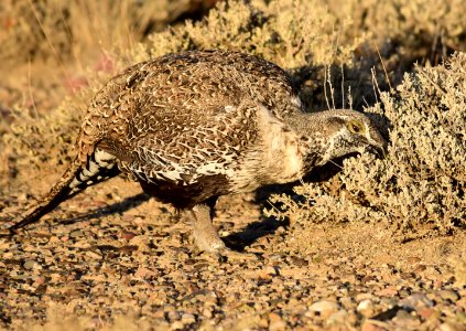 Greater sage-grouse at Seedskadee National Wildlife Refuge
