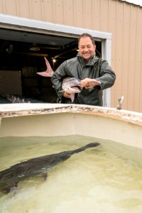 spawning paddlefish at gavins point NFH (8)