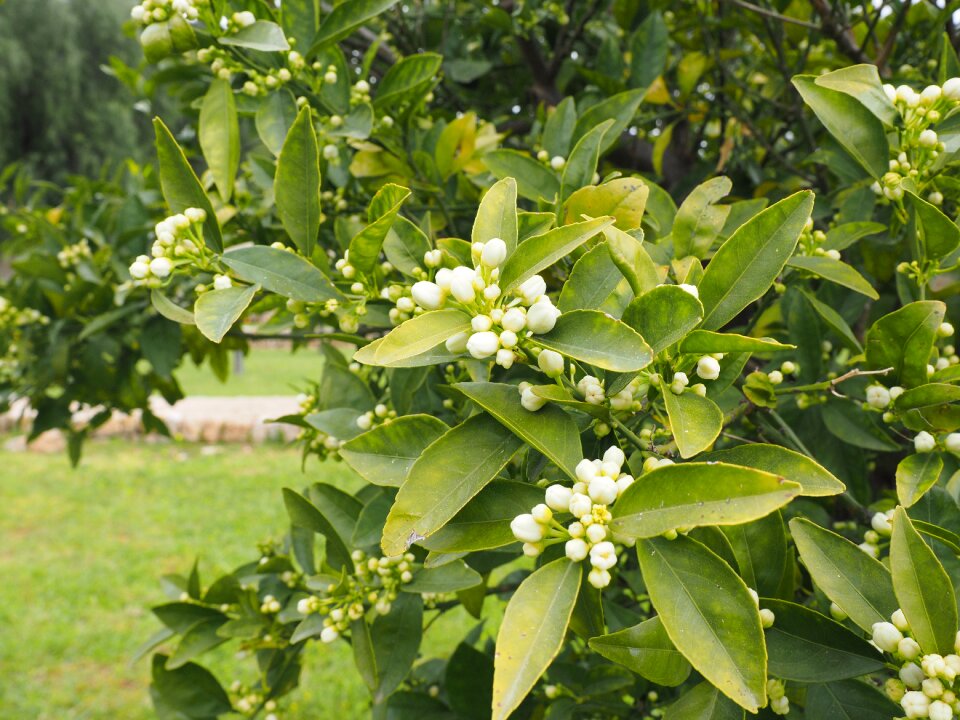 Bloom white leaves