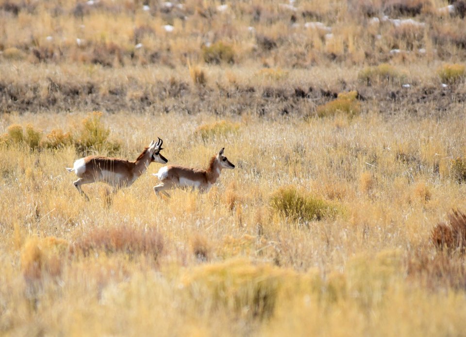 Pronghorn at Seedskadee National Wildlife Refuge