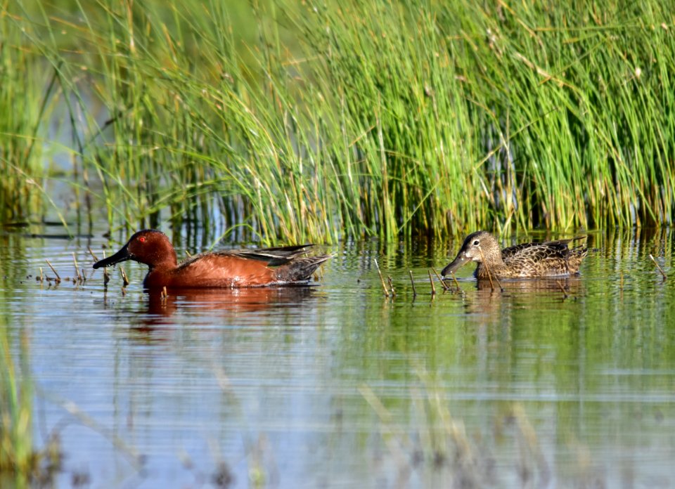 Cinnamon teal at Seedskadee National Wildlife Refuge