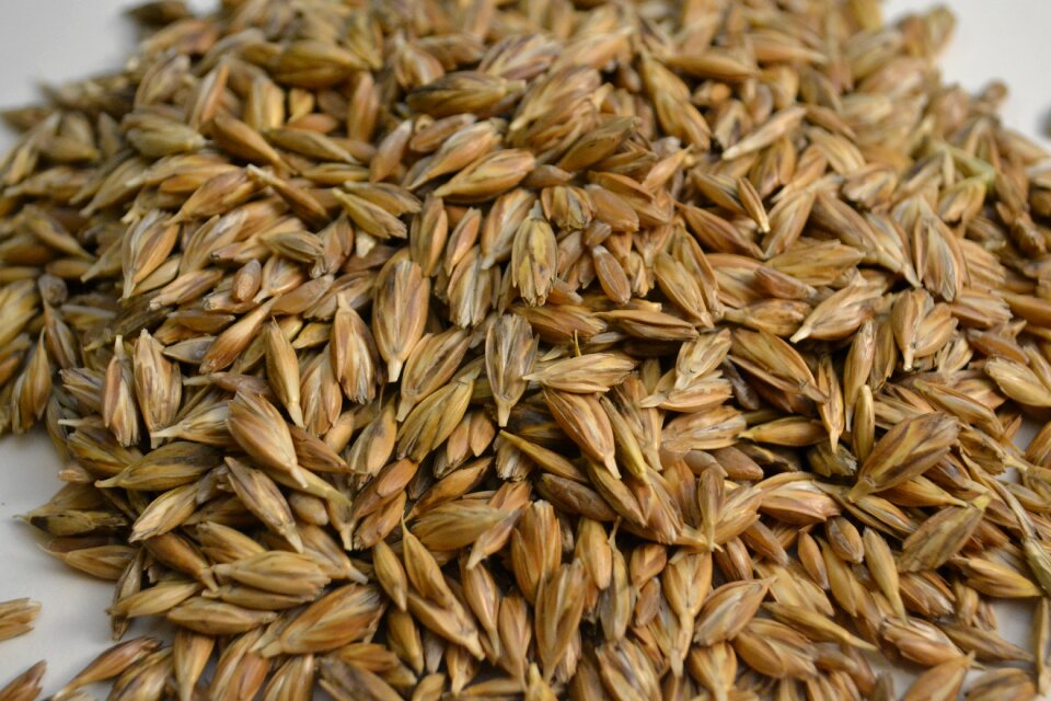 Wheat grains brown wheat