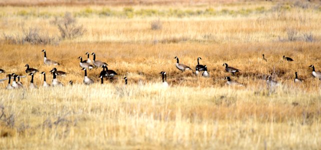 Canada geese at Seedskadee National Wildlife Refuge