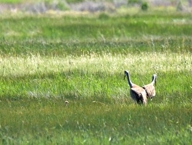 Greater sandhill crane at Seedskadee National Wildlife Refuge