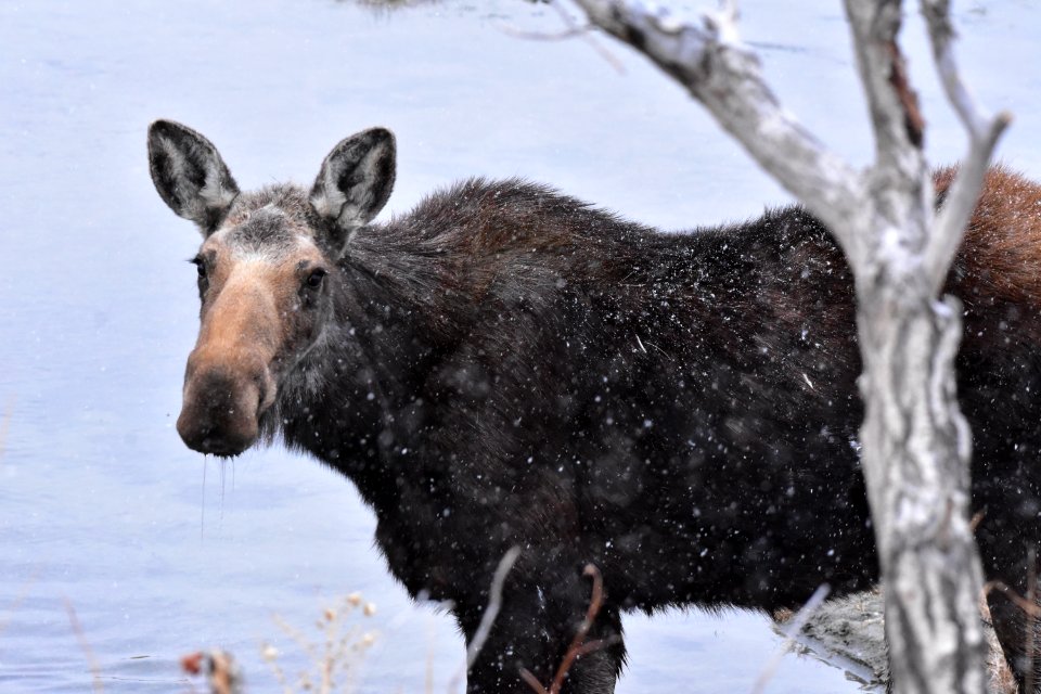 Moose at Seedskadee National Wildlife Refuge