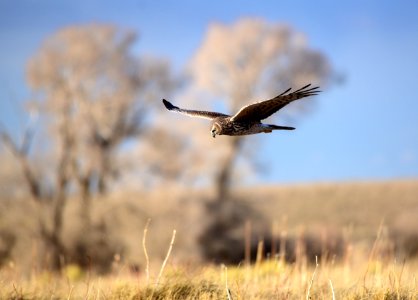 Northern harrier at Seedskadee National Wildlife Refuge