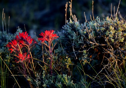 Wyoming big sagebrush and Indian paintbrush at Seedskadee National Wildlife Refuge
