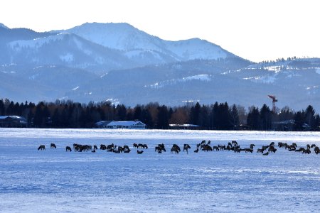 National Elk Refuge