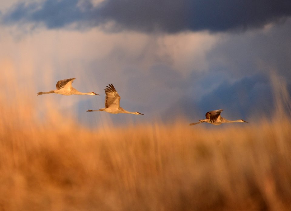 Sandhill cranes at Seedskadee National Wildlife Refuge