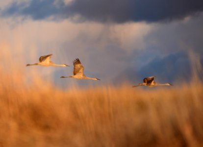 Sandhill cranes at Seedskadee National Wildlife Refuge