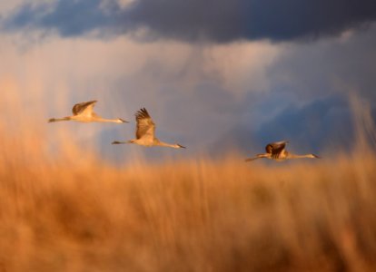 Sandhill cranes at Seedskadee National Wildlife Refuge photo