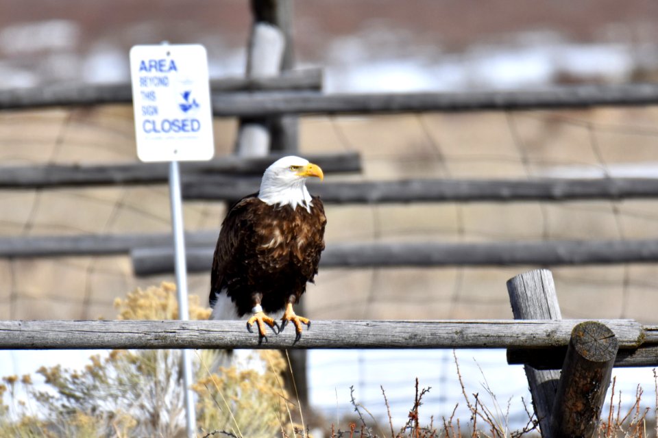 Bald Eagle