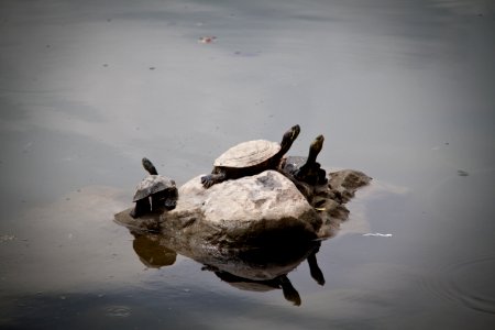 Turtle Sunning?