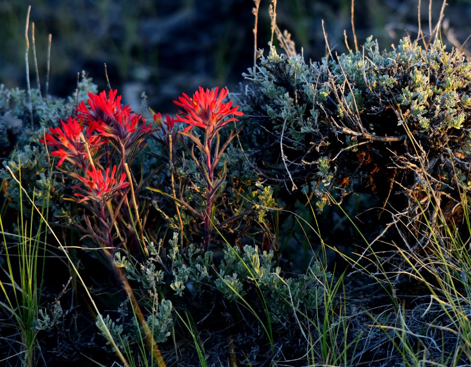 Wyoming big sagebrush and Indian paintbrush at Seedskadee National Wildlife Refuge