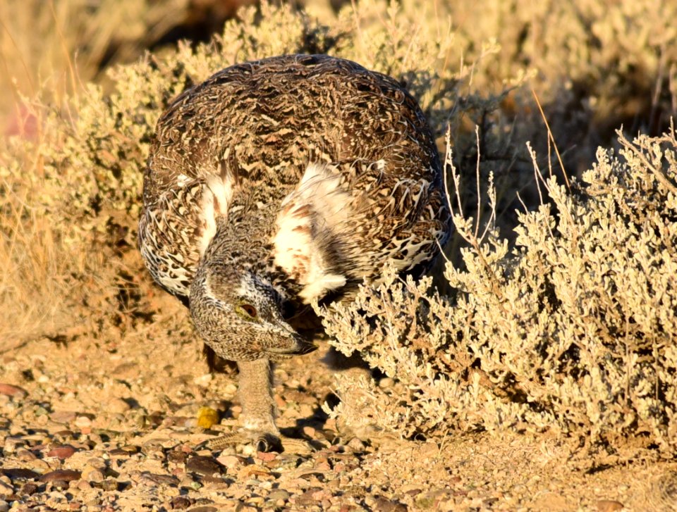 Greater sage-grouse at Seedskadee National Wildlife Refuge