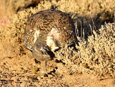 Greater sage-grouse at Seedskadee National Wildlife Refuge