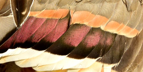 Waterfowl hunting wing speculum of a drake Northern pintail