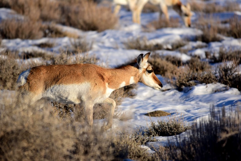 Pronghorn at Seedskadee National Wildlife Refuge
