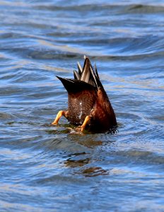 Cinnamon teal at Seedskadee National Wildlife Refuge