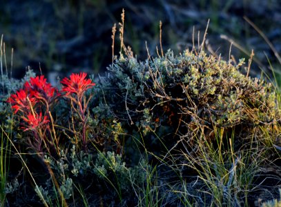 Wyoming big sagebrush and Indian paintbrush at Seedskadee National Wildlife Refuge